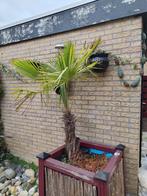 Chinese waaierpalm in plantenbak, Tuin en Terras, Vaste plant, Bloeit niet, Halfschaduw, Ophalen