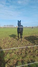 Weiland(en) te koop/te huur gevraagd Eygelshoven, Dieren en Toebehoren, Stalling en Weidegang, Weidegang, 2 of 3 paarden of pony's