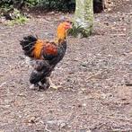 Brahma haan ruilen., Dieren en Toebehoren, Pluimvee, Mannelijk, Kip