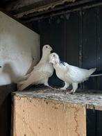 Te koop, Dieren en Toebehoren, Meerdere dieren, Overige soorten