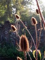 zaden Dipsacus sylvestris Kaardebol, Verzenden, Voorjaar, Volle zon, Zaad
