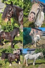 Lilly en Lotje, Dieren en Toebehoren, Pony's, Merrie, B pony (1.17m tot 1.27m), Gechipt, 7 tot 10 jaar