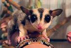 Wegens aankomende verhuizing‼️ Sugargliders Suikereekhoorn, Dieren en Toebehoren, Overige Dieren, December, Meerdere dieren