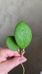 Hoya Nathalie, Huis en Inrichting, Kamerplanten, Ophalen of Verzenden, Overige soorten, Minder dan 100 cm