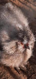 Prachtige USA jonge hanen haan koekoek splash kleur heel tam, Mannelijk, Kip