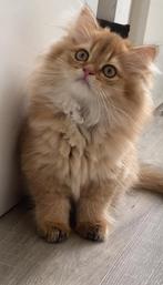 Kittens te koop!!, Dieren en Toebehoren, Katten en Kittens | Raskatten | Langhaar, Kater, Ontwormd, 0 tot 2 jaar