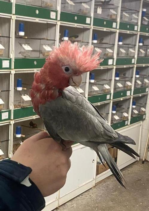 Supertamme jonge rosekaketoe, Dieren en Toebehoren, Vogels | Parkieten en Papegaaien, Papegaai, Geslacht onbekend, Tam, Geringd