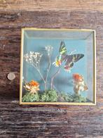 Vlinder vlinderstolp vitrine (nieuw gemaakt), Ophalen of Verzenden, Nieuw, Insect, Beeldje of Figuurtje