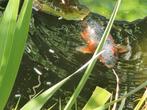 Koi karper 40-60 cm, Vis