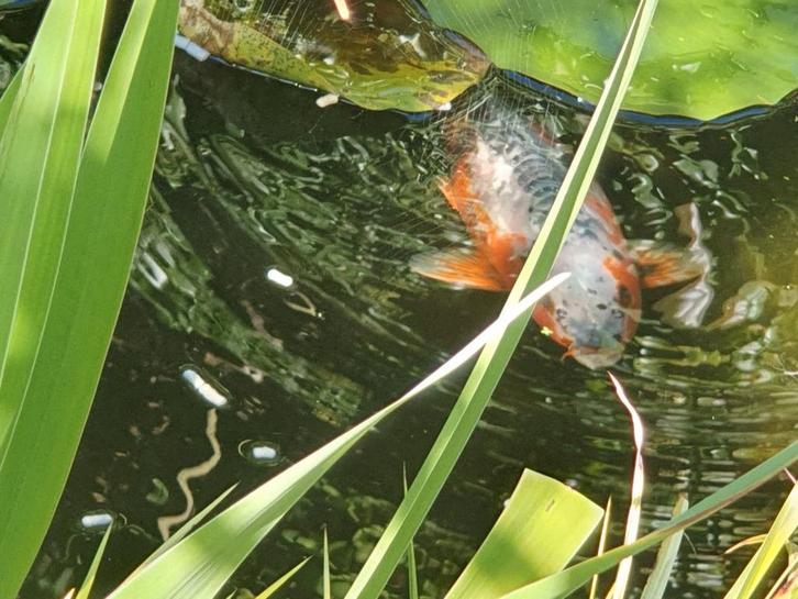Koi karper 40-60 cm, Dieren en Toebehoren, Vissen | Aquariumvissen, Vis