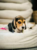 Beagle pupjes HIER GEBOREN te koop, Dieren en Toebehoren, Honden | Beagles, Bassets en Lopende honden, CDV (hondenziekte), Meerdere