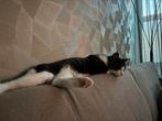 Mooie jonge kater, Dieren en Toebehoren, Katten en Kittens | Overige Katten, Kater, Kortharig, 0 tot 2 jaar