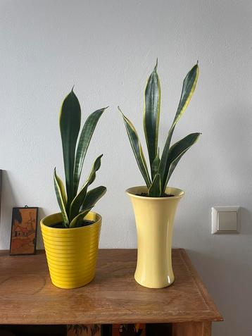 Moederdag cadeau: Sansevieria Trifasciata Laurentii inc. pot beschikbaar voor biedingen
