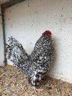Antwerpse baardkriel haan koekoek 2025, Dieren en Toebehoren, Pluimvee, Mannelijk, Kip