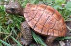 Schildpad. GASTAGNA. Realistische weergave. 14/10.5.5 cm., Ophalen, Zo goed als nieuw, Reptiel of Amfibie, Beeldje of Figuurtje