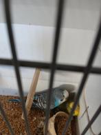 Te koop koppels grasparkieten, Meerdere dieren, Parkiet