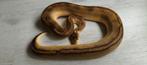 1.0 Ball python champagne, Dieren en Toebehoren, Reptielen en Amfibieën, Slang, Tam, 7 tot 10 jaar