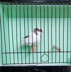 Koppel glosters man wit split bruin kanarie, Dieren en Toebehoren, Vogels | Kanaries, Meerdere dieren, Postuurkanarie