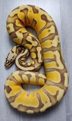 Ball Python, Koningspython combo 100% het Clown, Dieren en Toebehoren, Reptielen en Amfibieën, Slang, Tam, 0 tot 2 jaar