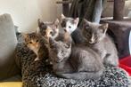 8 superlieve grijze en gekleurde kittens (8 weekjes), Dieren en Toebehoren, Katten en Kittens | Overige Katten, Meerdere dieren