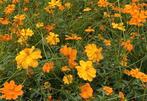 Nr 18/ zaad Cosmos sulphureus - oranje Cosmos / Cosmea bio, Ophalen of Verzenden, Voorjaar, Volle zon, Zaad