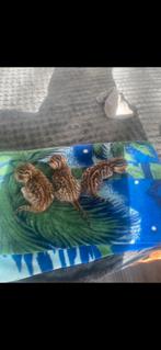 Kittens bengaal, Meerdere dieren, Ontwormd