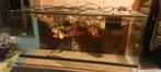 Nog in prima staat verkerend terrarium, Dieren en Toebehoren, Reptielen en Amfibieën
