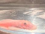 Ancistrus/borstelneus snow white mannetje, Dieren en Toebehoren, Vis
