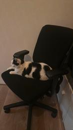 Twee zwarte bureau stoelen, Ophalen of Verzenden, Zo goed als nieuw, Zwart