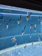 Maanvissen scalare redback rio Manucapuru., Dieren en Toebehoren, Vis