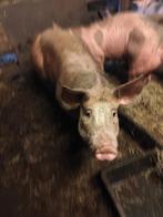 Zeug voor de fok of kok, Dieren en Toebehoren, Schapen, Geiten en Varkens, Vrouwelijk, Varken, 0 tot 2 jaar