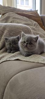 Blue Exotic korthaar kittens (3/4 beschikbaar), Dieren en Toebehoren, Katten en Kittens | Raskatten | Korthaar, Meerdere dieren
