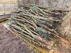 Appelbomen fruitbomen, 6 m³ of meer, Ophalen of Verzenden, Overige houtsoorten, Blokken