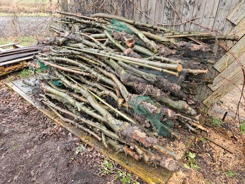 Appelbomen fruitbomen, Tuin en Terras, Haardhout, Blokken, Overige houtsoorten, 6 m³ of meer, Ophalen of Verzenden