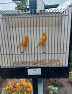 14 kanaries, Meerdere dieren, Kleurkanarie