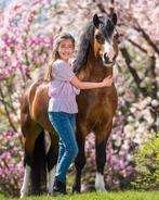 Goedgekeurde Welsh A hengst ter dekking, Dieren en Toebehoren, Paarden en Pony's | Dekhengsten en Fokmerries, Hengst