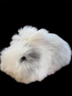 Engelse Angora ram, raszuiver, Dieren en Toebehoren, Mannelijk, Middelgroot, 0 tot 2 jaar