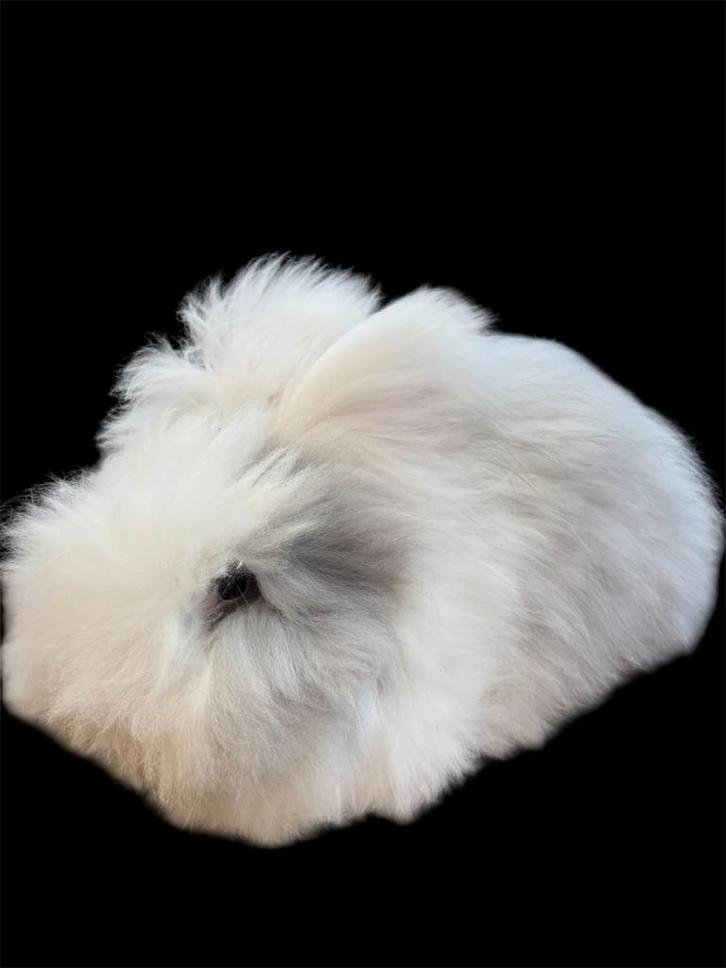 Engelse Angora ram, raszuiver, Dieren en Toebehoren, Konijnen, Middelgroot, Mannelijk, 0 tot 2 jaar