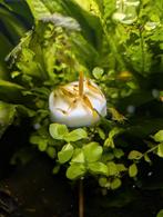 Gele garnalen, Dieren en Toebehoren, Vissen | Aquariumvissen, Kreeft, Krab of Garnaal, Zoetwatervis