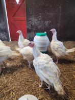 Breedborst kalkoenen, Dieren en Toebehoren, Pluimvee, Meerdere dieren, Kalkoen