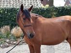 Prachtige Lusitano ruin te koop, Ruin, Dressuurpaard, Zadelmak, 3 tot 6 jaar