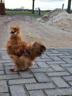 USA zijdehoender kriel jonge haan buff kleur, Mannelijk, Kip