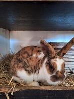 Konijn vrouwtje, Dieren en Toebehoren, Konijnen, Vrouwelijk, Klein, 0 tot 2 jaar