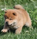 CHOW CHOW PUPS UIT GETESTE OUDERS, Dieren en Toebehoren, Honden | Poolhonden, Keeshonden en Oertypen, Overige rassen, 8 tot 15 weken
