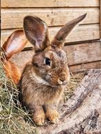 Nieuw-Zeelander X Duitse reus ram, Dieren en Toebehoren, Konijnen, Mannelijk, Middelgroot, 0 tot 2 jaar