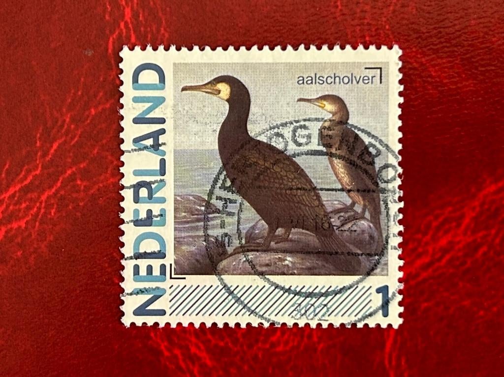 Aalscholver - Nederland - 2011, Verzenden, Gestempeld, Dier of Natuur