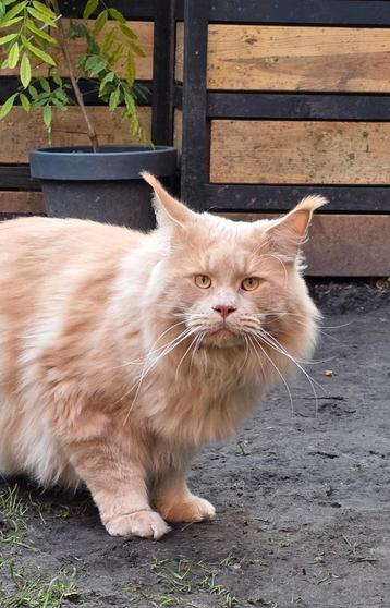Maine coon dekkater beschikbaar voor biedingen
