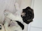 Shih-tzu - maltezer / boomer teefje 9,5 week., Dieren en Toebehoren, Honden | Chihuahua's en Gezelschapshonden, Overige rassen