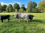 British white lowline stier, Dieren en Toebehoren, Runderen, Mannelijk