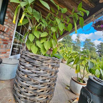 Grote Gevlochten Mand / Plantenmand beschikbaar voor biedingen